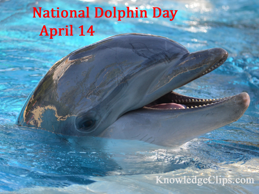 National Dolphin Day - April 14