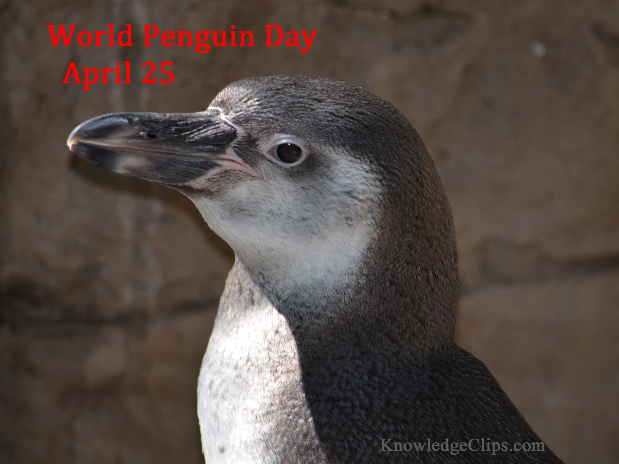 World Penguin Day - April 25
