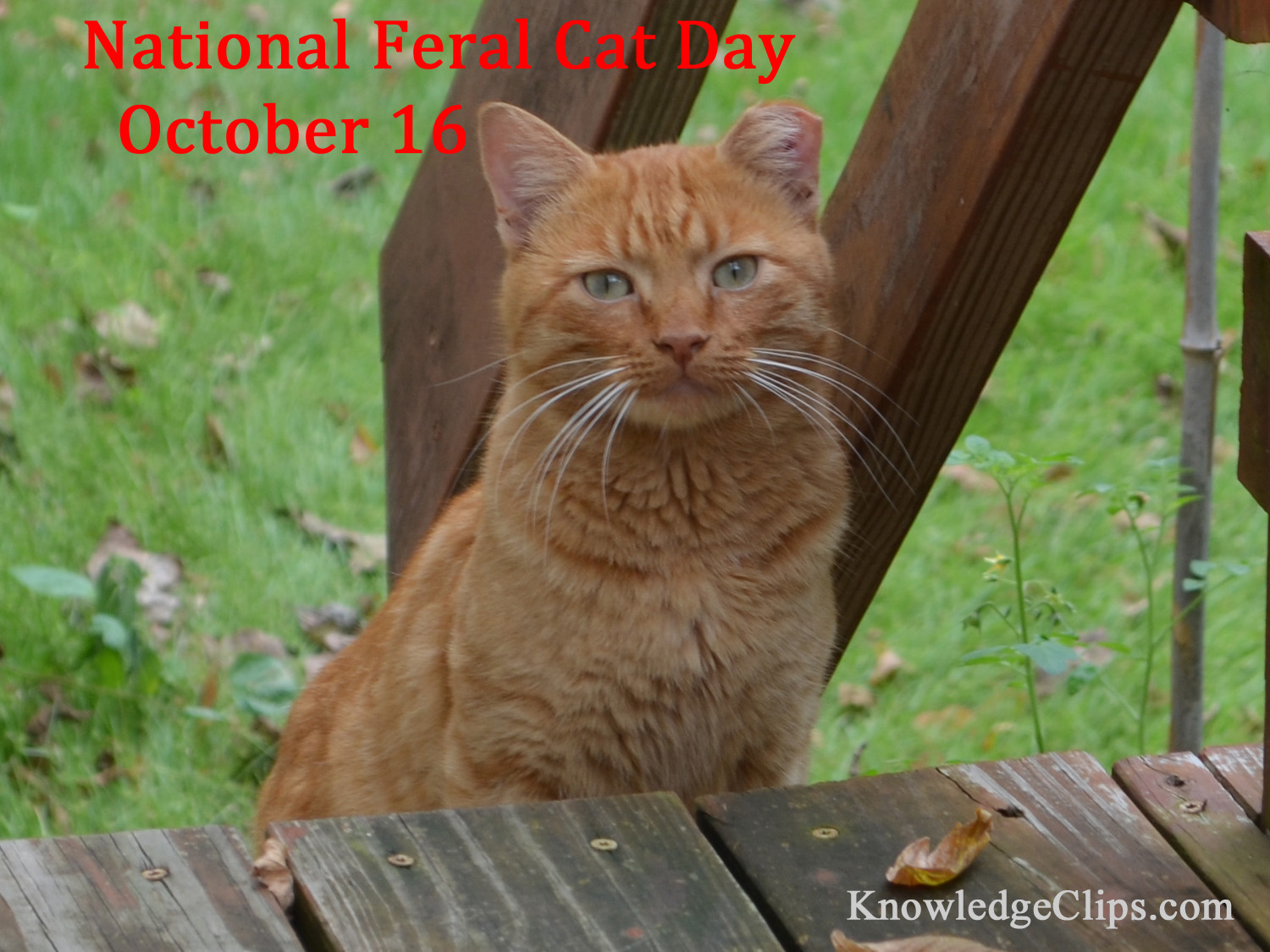 National Feral Cat Day - October 16