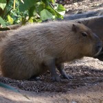 capybara