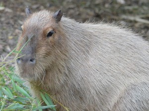 Capybara image