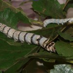 Silkworm image
