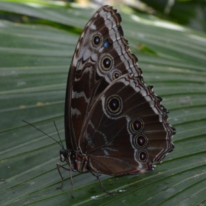 National Learn About Butterflies Day