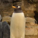 World Penguin Day - King Penguin