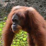 World Orangutan Day