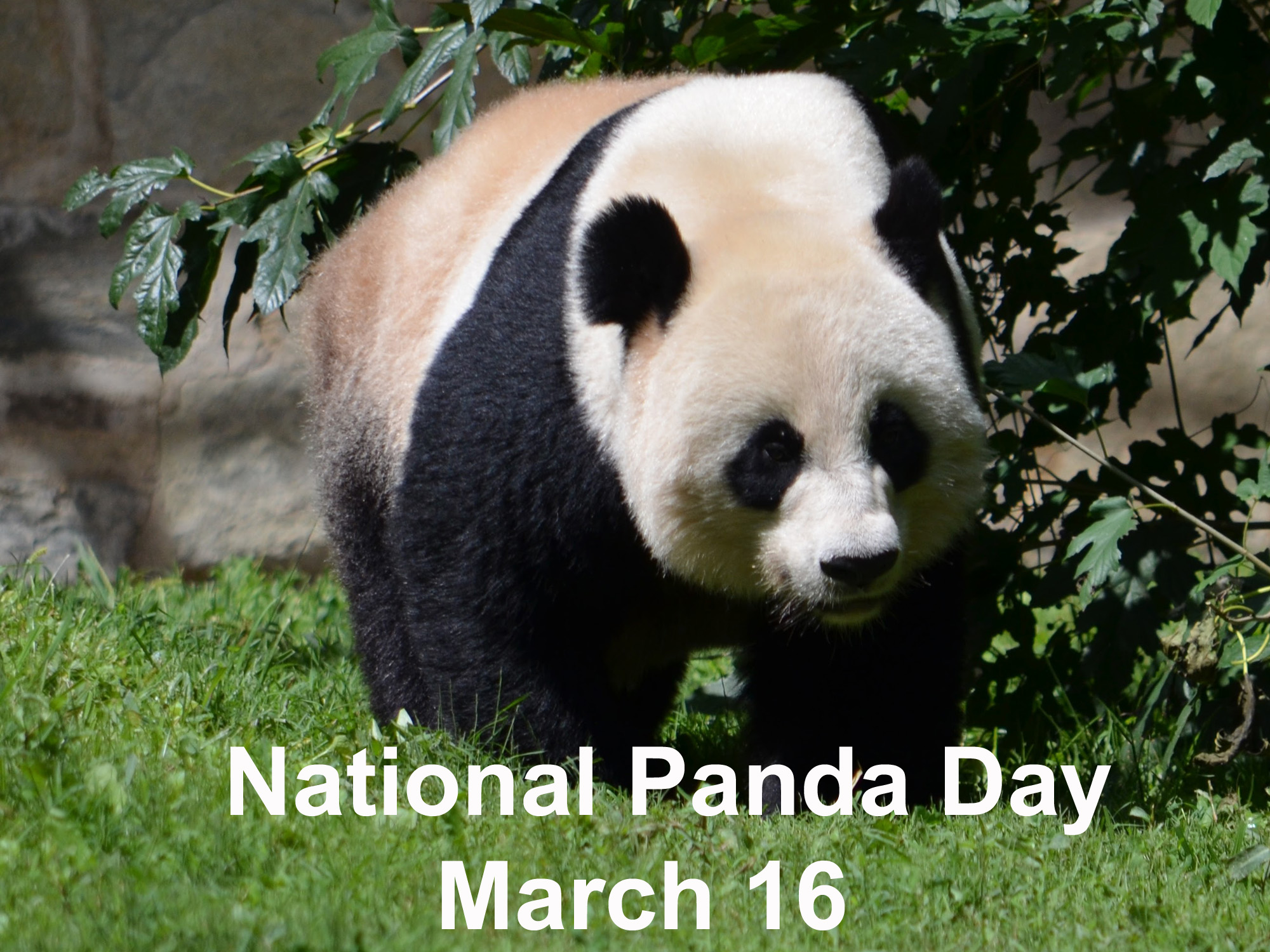 Fun facts for National Panda Day