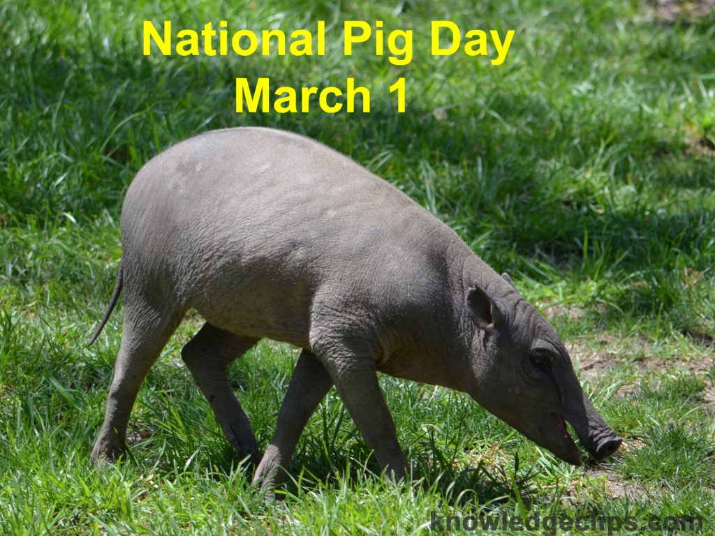 National Pig Day - March 1