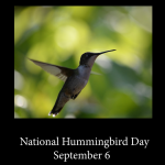 National Hummingbird Day